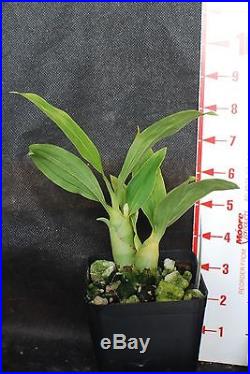 Cycnoches Pentadactylon x sib Orchid Plant in spike 4 inch pot
