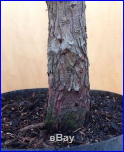 DWARF Bald Cypress 'Peve Minaret' Pre Bonsai Tree Big Thick Trunk RARE Specimen
