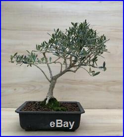 DWARF Olive Bonsai Tree Evergreen Shohin Olea Gray Bark