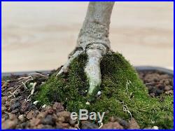 DWARF Olive Bonsai Tree Evergreen Shohin Olea Gray Bark