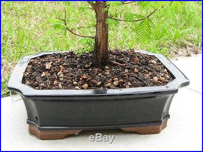 Dawn Redwood Bonsai Tree Rare with Pot 5 Years old Japanese Zen Garden