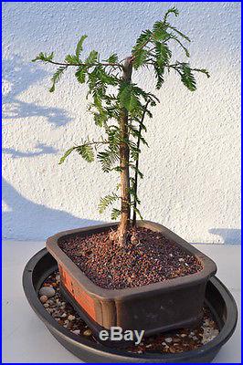 Dawn Redwood Bonsai Tree Rare with Pot 5 Years old Japanese Zen Garden