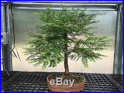 Dawn Redwood Bonsai live tree Bonsai