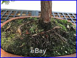 Dawn Redwood Bonsai live tree Bonsai
