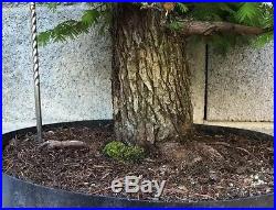 Dawn Redwood Pre Bonsai Tree BIG HUGE THICK Barky Trunk SPECIMEN Nebari Kifu