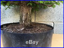 Dawn Redwood Pre Bonsai Tree BIG HUGE THICK Barky Trunk SPECIMEN Nebari Kifu
