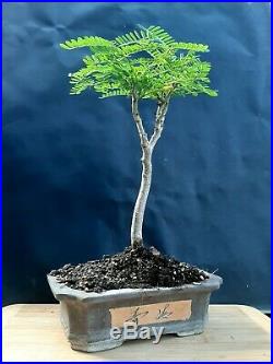 Delonix regia bonsai Approximately 14 years old plant- Exotic tree
