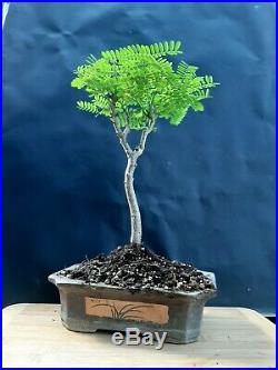 Delonix regia bonsai Approximately 14 years old plant- Exotic tree