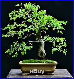 Desert Hackberry #2 (Celtis spinosa, Celtis tala) bonsai medium to small size