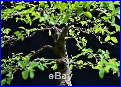 Desert Hackberry #2 (Celtis spinosa, Celtis tala) bonsai medium to small size