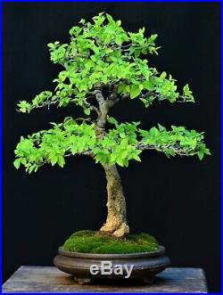 Desert Hackberry #3 (Celtis spinosa, Celtis tala) bonsai Medium size