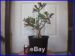 Desert Rose Bonsai Plant 21 Large flowering succulent