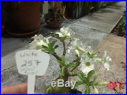 Desert Rose Bonsai Plant 257 White flower succulent