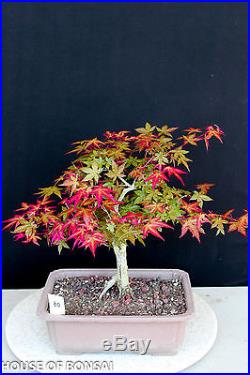 Deshojo' fire-red Japanese red maple bonsai tree #80