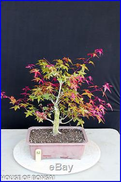 Deshojo' fire-red Japanese red maple bonsai tree #82