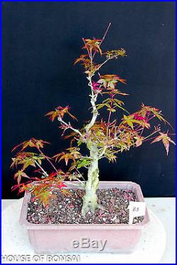 Deshojo' fire-red Japanese red maple bonsai tree #83