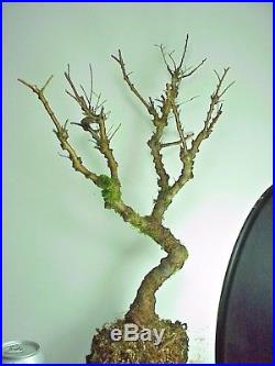 Dormant 16Tall Chinese Cork Bark Elm Tree Pre Bonsai Stock 1 3/4+Trunk 20+yrs