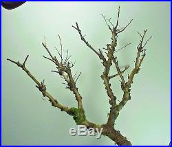 Dormant 16Tall Chinese Cork Bark Elm Tree Pre Bonsai Stock 1 3/4+Trunk 20+yrs