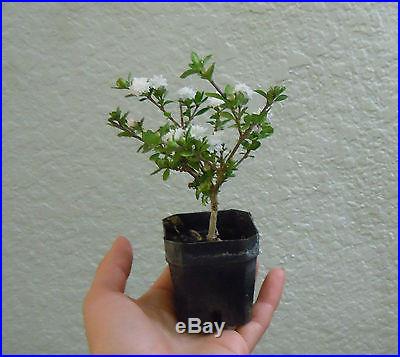 Double White blooming Serissa for mame shohin bonsai tree super tiny multi list