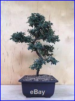 Dragon Style Cotoneaster Flowering Bonsai Berries Smal Leaf Thick Trunk