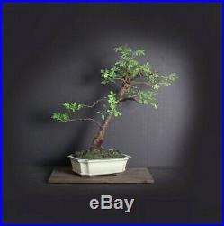 Drake Elm bonsai tree, Elm bonsai series from Samurai-Gardens