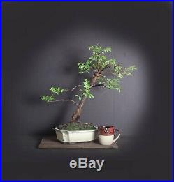 Drake Elm bonsai tree, Elm bonsai series from Samurai-Gardens