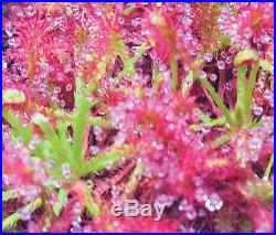 Drosera Caledonica Blooming size Rare Collector Sundew Carnivorous Plant