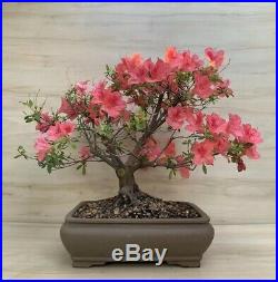 Duc de Rohan Specimen Azalea Flowering Bonsai Tree BIG Thick Huge Trunk Pink