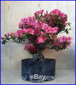 Duc de Rohan Specimen Azalea Flowering Pre Bonsai Big Thick Huge Trunk