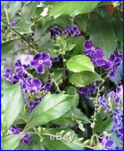 Duranta Specimen Flowering Bonsai Tree Purple Blue Violet Flower Blooms Nebari