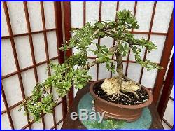 Dwarf Black Olive Bonsai 5+Years Old Great Trunk With Nice Move Exposed Roots