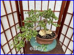Dwarf Black Olive Bonsai 5+Years Old Great Trunk With Nice Move Exposed Roots