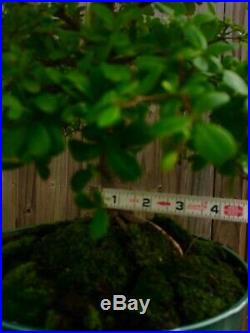 Dwarf Black Olive Bonsai Tree, Exotics, Tiny Round Leaves, Brown Bark, 6-7 years