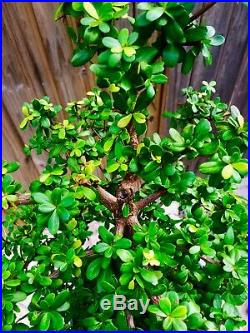 Dwarf Black Olive Bonsai Tree, Exotics, Tiny Round Leaves, Brown Bark, 6-7 years