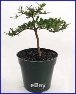 Dwarf Black Olive Pre-Bonsai Tree Great Indoors 4 pot Bucida spinosa