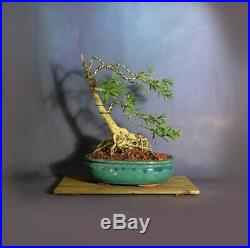 Dwarf Bottlebrush bonsai tree, Blooming tropics collection Samurai-Gardens