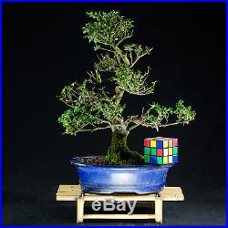 Dwarf Chinese Holly Kifu Bonsai Tree Ilex Serrata # 8378-1