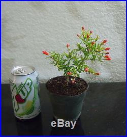Dwarf Emperor pomegranate tree for shohin mame bonsai flowering multiple listing