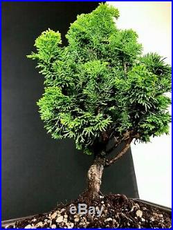 Dwarf Hinoki Cypress Pre Bonsai Tree 15-18 Nice Trunk And Movement