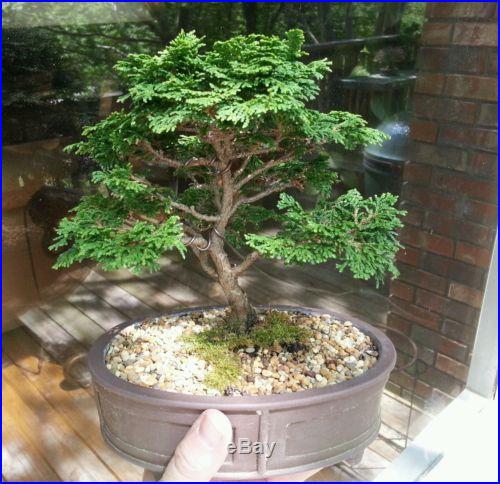 Dwarf Hinoki cypress bonsai tree
