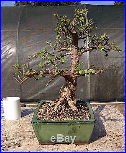 Dwarf Jade Bonsai, Finished Potted Tree, Beautiful shape, Well Developed #1
