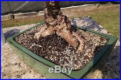 Dwarf Jade Bonsai, Finished Potted Tree, Beautiful shape, Well Developed #1