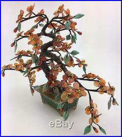 Dwarf Jade Bonsai, High Quality Bonsai, Well Done Mature Tree With Fruit #1
