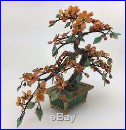 Dwarf Jade Bonsai, High Quality Bonsai, Well Done Mature Tree With Fruit #1