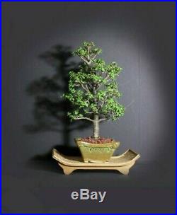 Dwarf Jade Bonsai Tree, Blooming collection from Samurai-Gardens