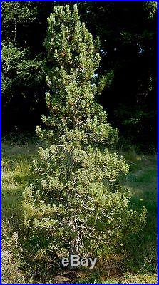 Dwarf Japanese Black Pine Pre Bonsai