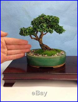 Dwarf Japanese Boxwood Specimen Shohin Bonsai Tree Morris midget Kingsville
