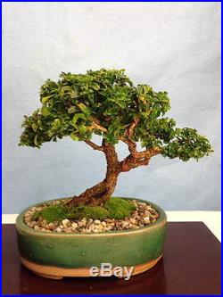 Dwarf Japanese Boxwood Specimen Shohin Bonsai Tree Morris midget Kingsville