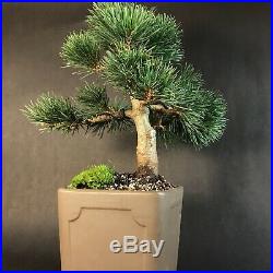 Dwarf Japanese White Pine Bonsai Tree 20 Years Old In Unglazed Pot