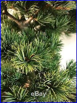 Dwarf Japanese White Pine Bonsai Tree Small Dense Needles Blue And Green